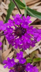 Verbena rigida