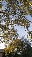 Elaeagnus angustifolia