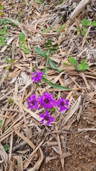 Verbena rigida