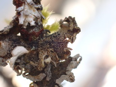 Erioderma sorediatum