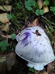 Tricholoma columbetta