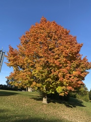 Acer