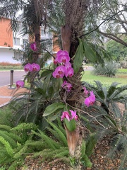 Vandoideae