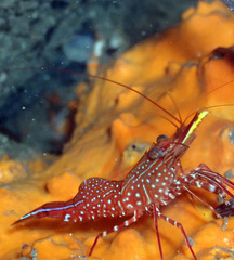 Rhynchocinetes serratus