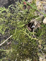 Brachythecium rutabulum