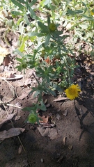 Grindelia squarrosa