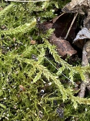 Brachythecium rutabulum