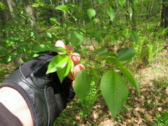 Prunus pensylvanica