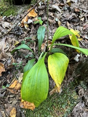Veratrum parviflorum