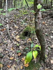 Veratrum parviflorum