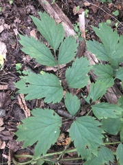 Actaea
