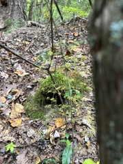 Veratrum parviflorum