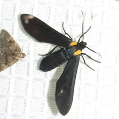 Phoenicoprocta