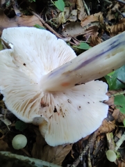 Tricholoma columbetta