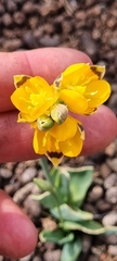 Ornithogalum maculatum