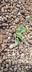 Ornithogalum maculatum