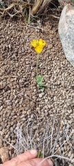 Ornithogalum maculatum
