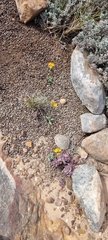 Ornithogalum maculatum