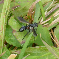 Cylindromyia intermedia