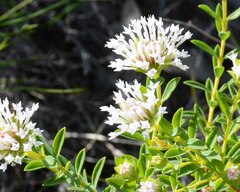 Pimelea calcicola