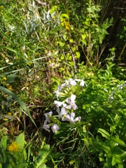 Saponaria officinalis
