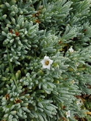 Nolana crassulifolia