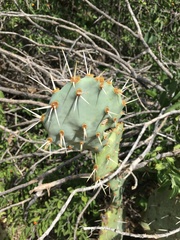 Opuntia engelmannii