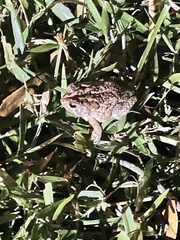 Anaxyrus terrestris