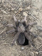 Aphonopelma iodius