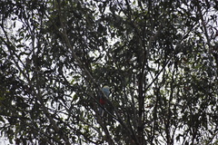 Platycercus adscitus