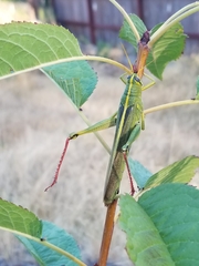 Schistocerca shoshone