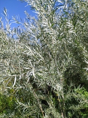 Elaeagnus angustifolia