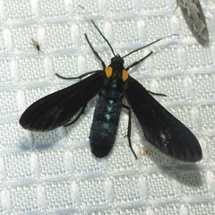 Phoenicoprocta