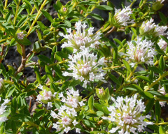 Pimelea calcicola