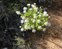Pimelea calcicola
