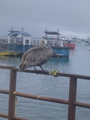 Pelecanus occidentalis urinator