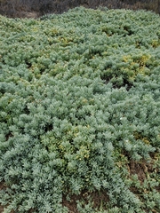 Nolana crassulifolia