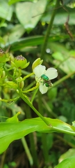 Euglossa