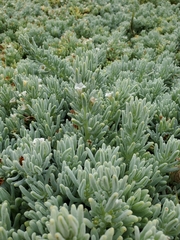 Nolana crassulifolia