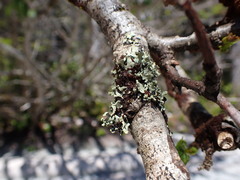 Hypotrachyna sinuosa