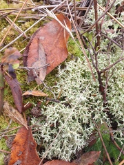 Cladonia uncialis