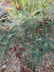 Cotoneaster franchetii