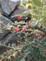 Cotoneaster franchetii