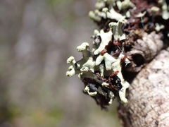 Hypotrachyna sinuosa