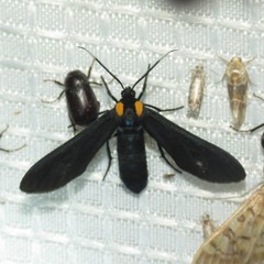 Phoenicoprocta