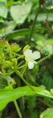 Euglossa
