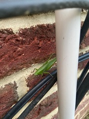 Neoconocephalus ensiger