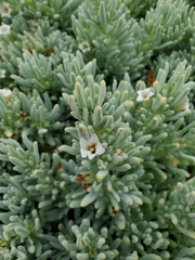 Nolana crassulifolia
