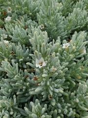 Nolana crassulifolia