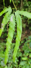 Lygodiaceae